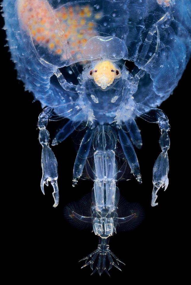 کشف موجودات عجیب الخلقه در عمق اقیانوس