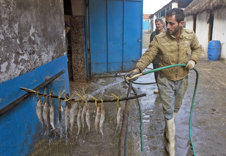 گزارش تصویری: تهیه کردن ماهی دودی در بندر انزلی