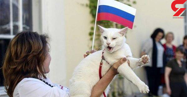 گربه-ناشنوا-پیشگوی-جام-جهانی