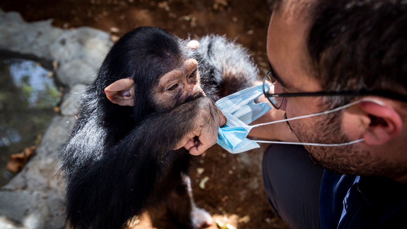 «باران» تنها بچه شامپانزه ایران
