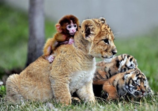 دوستی بین حیوانات