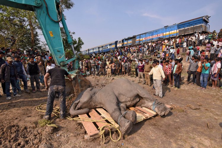 برخورد گله فیل ها با قطار مرگ 4 فیل را رقم زد