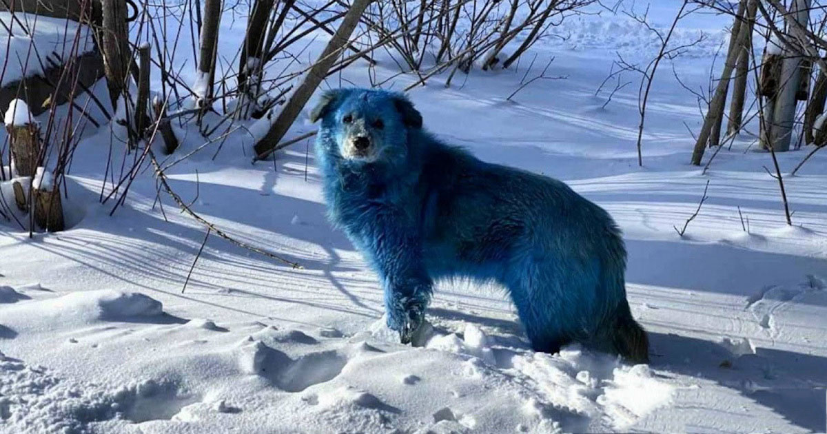 آبی شدن شگفت انگیز سگها در نزدیکی مسکو