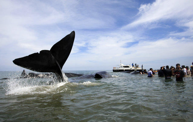 نجات 6 نهنگ از به گل نشستن در سواحل اندونزی