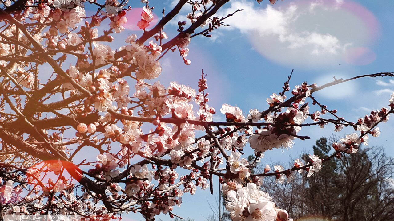 بهار شکوفه