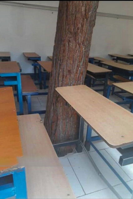 درختی که هم‌پای دانش‌آموزان درس می‌خواند