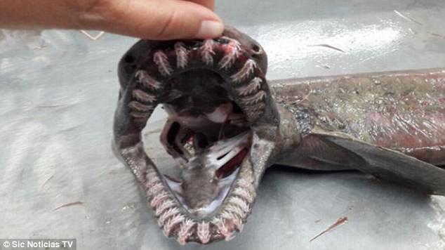 کشف شگفت انگیزترین کوسه ماهی با 300 دندان