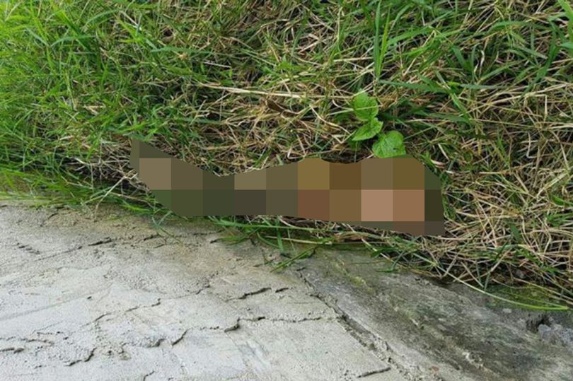بازداشت جوانی که جسد نامزدش را قطعه قطعه کرده بود
