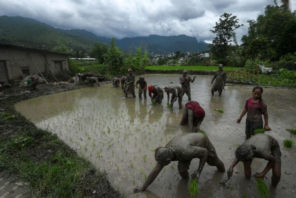 برنج کاری نپال