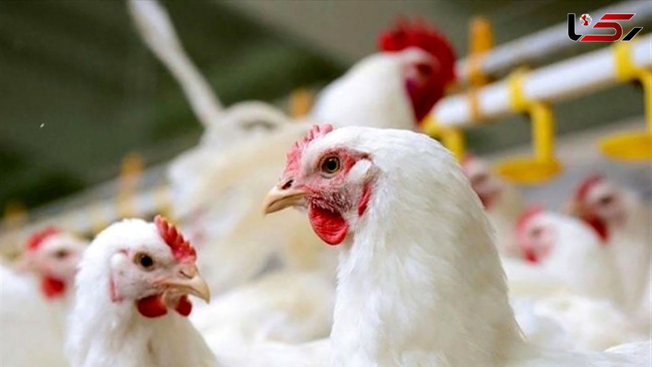 خرید مرغ بیش از 6 کیلوگرم ممنوع!