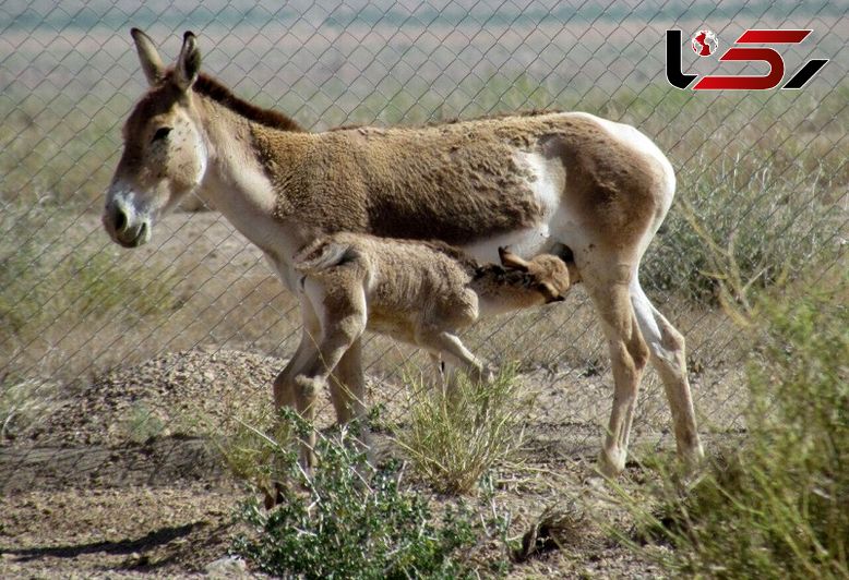 جمعیت گورخرهای ایرانی در ابرکوه به 18 راس رسید