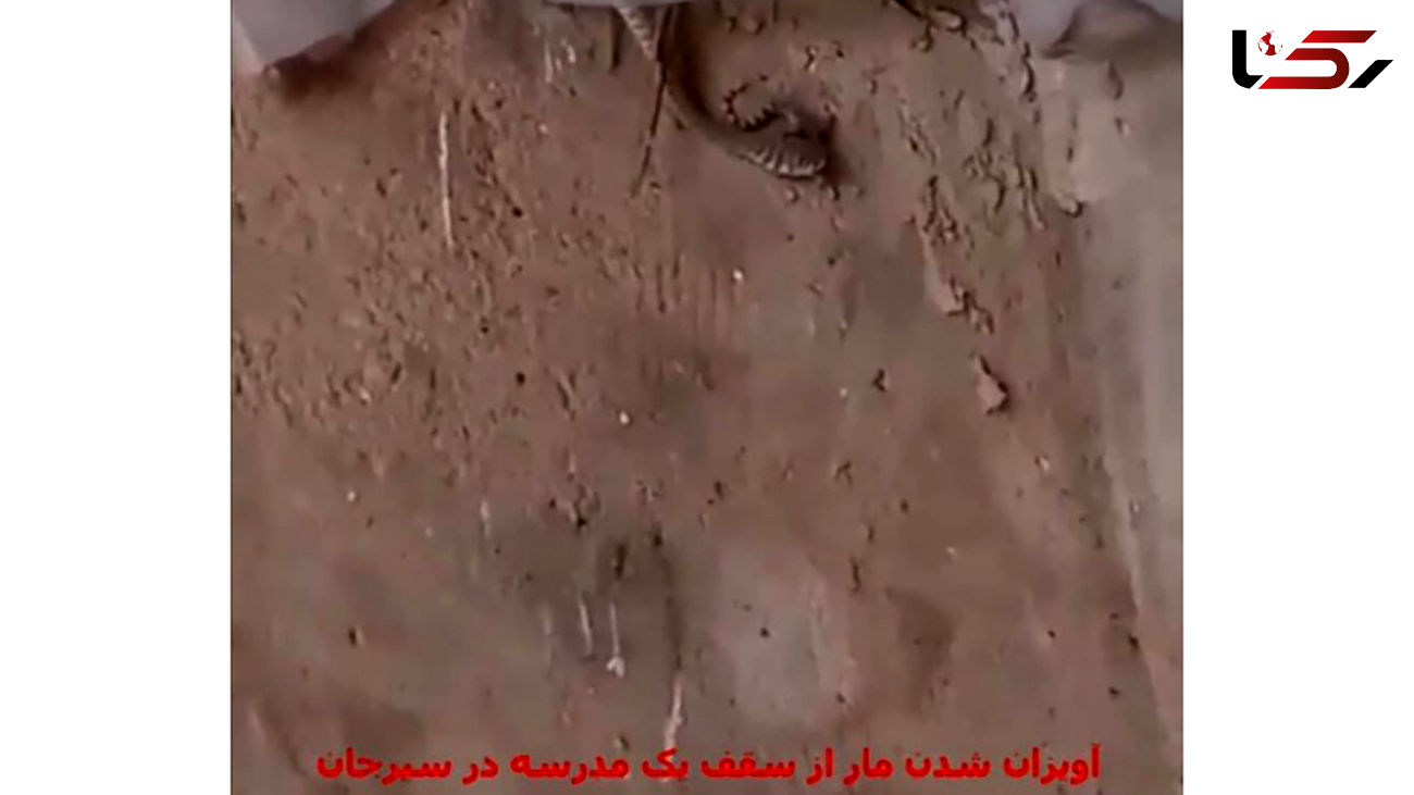 پشت پرده درس خواندن دانش آموزان سیرجانی و مار + عکس 