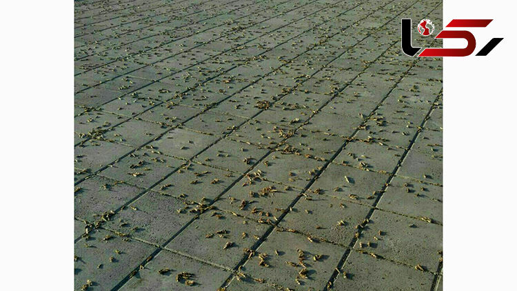 لشکر ملخ ها به نزدیکی تهران رسید / اینجا بوستان مشاهیر پرند است