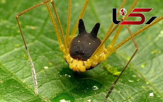 عجیب‌ترین عنکبوت دنیا با سری شبیه سگ +عکس
