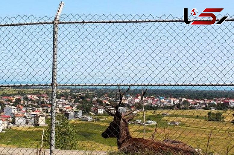  گوزن های پارک سیاهداران تالش یک نگهبان را کشتند