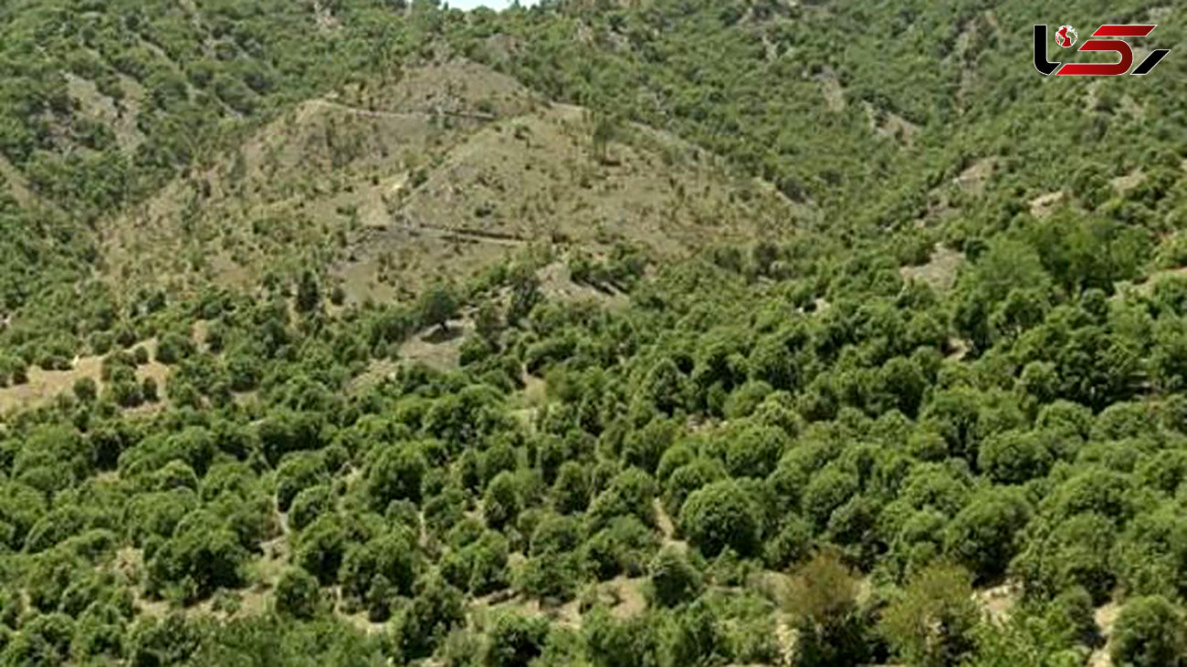 
شناسایی ۱۸۲ ذخیره‌گاه جنگلی در کشور
