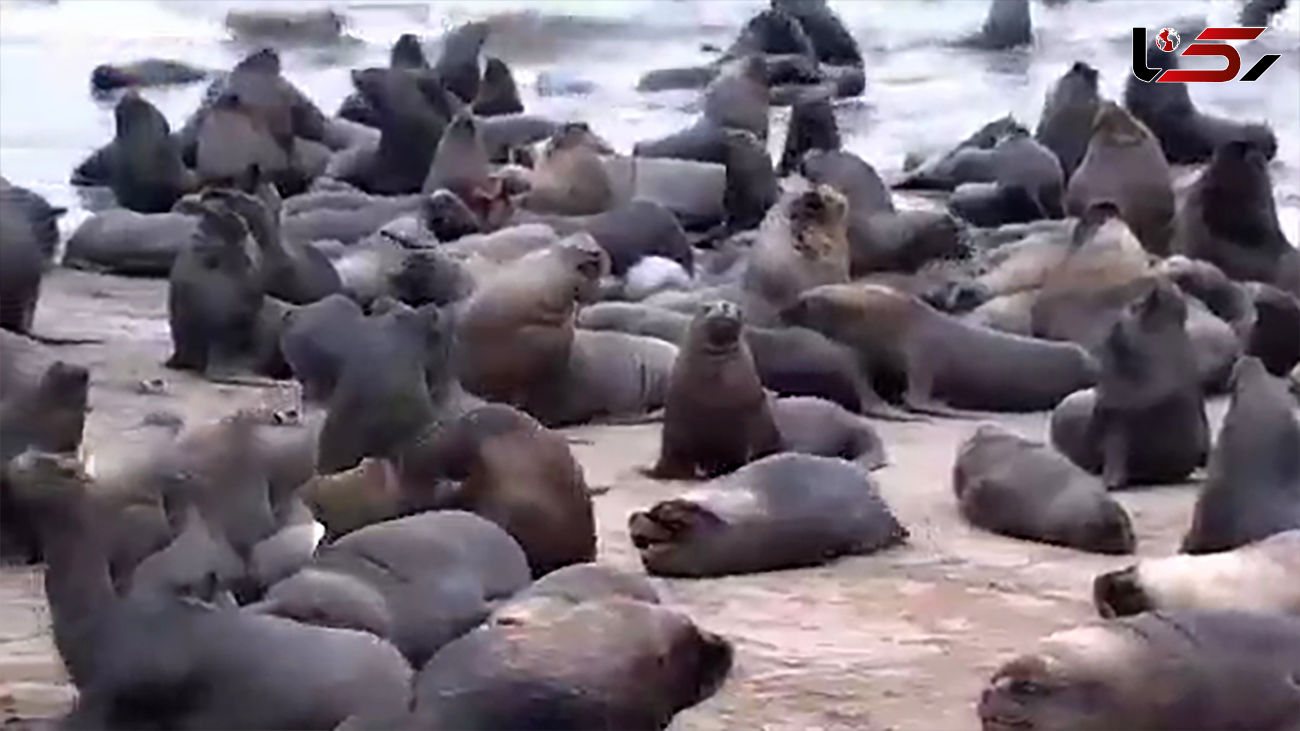 فیلم فرار شیر های دریایی از ترس نهنگ به شهر های شیلی + فیلم