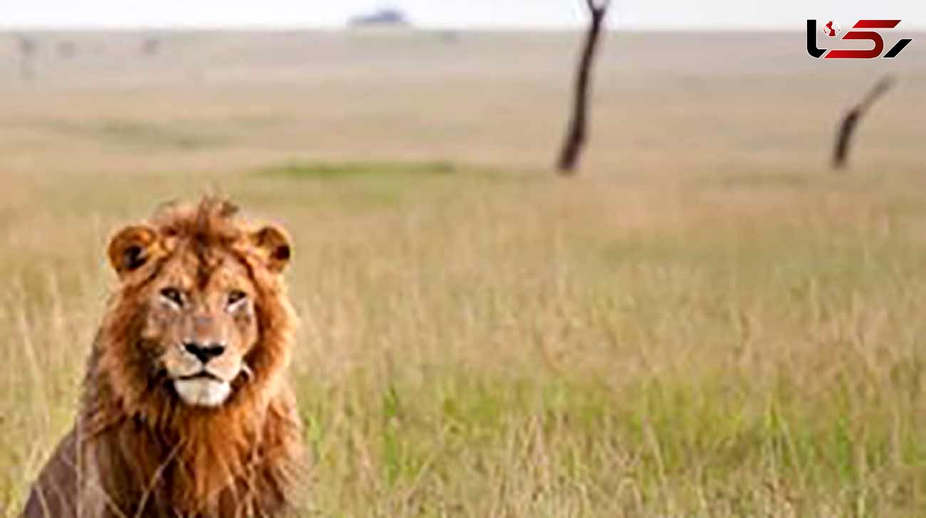 وحشت از صدای شیر در روستای کمالوند خرم آباد / شکایت شد