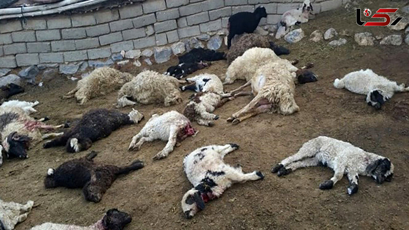حمله خونین گرگ ها و وحشت خراسانی ها 