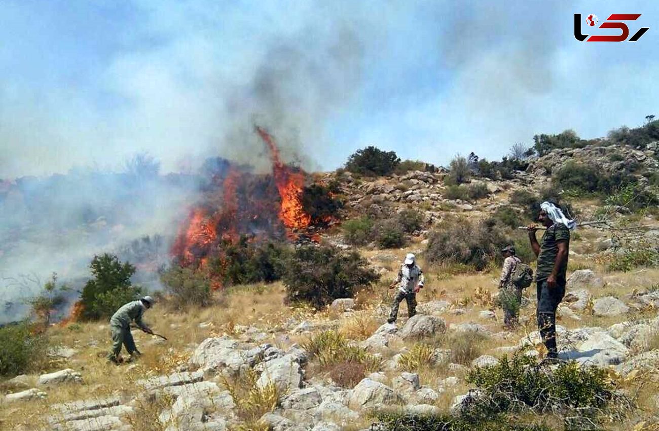 فقر گیاهان دارویی در پی آتش سوزی های سریالی در جنگل ها / هشدار فروش شقایق های سمی به مردم