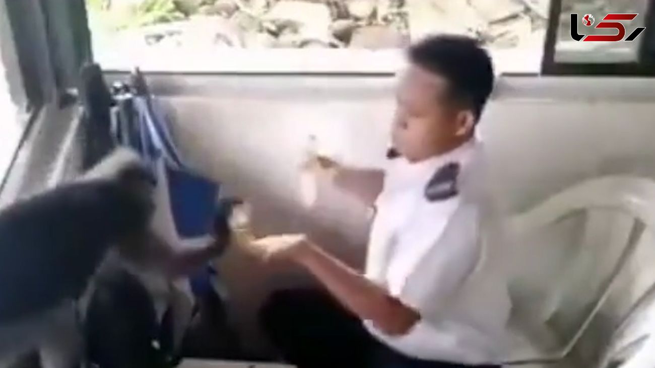 این میمون دزد ساندویچ بود + فیلم 