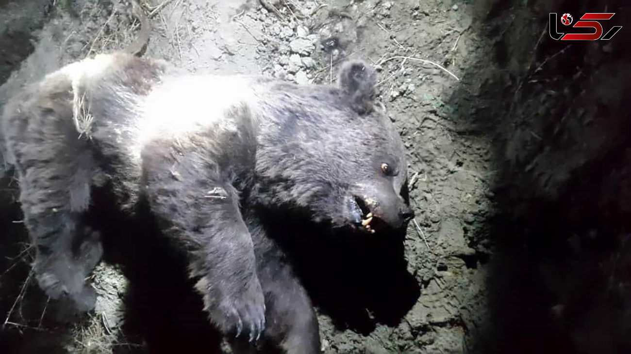 قتل بی رحمانه خرس قهوه ای به خاطر خوردن انگور / در خراسان شمالی رخ داد + عکس