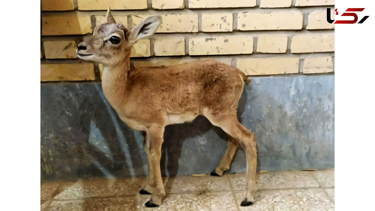 بره میش وحشی مهمان خانه مرد زواره ای شد